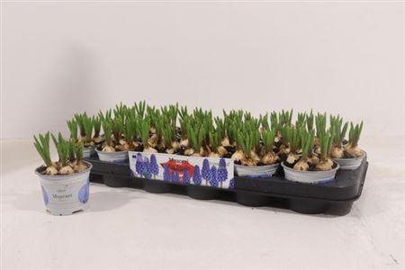 <h4>Muscar Big Smile</h4>