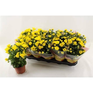 Chrysanthemum Spiderman 12Ø 26cm 3pp