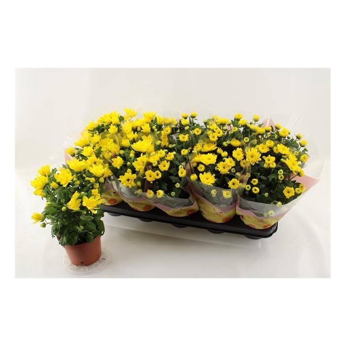 <h4>Chrysanthemum Spiderman 12Ø 26cm 3pp</h4>