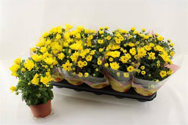 Chrysanthemum Spiderman 12Ø 26cm 3pp