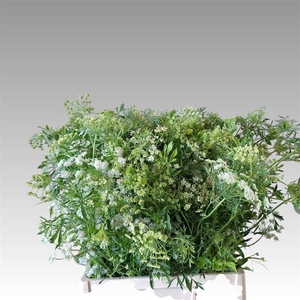 Ammi Majus Graceland