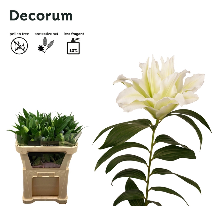 <h4>LI ROSELILY AISHA 1 knop</h4>