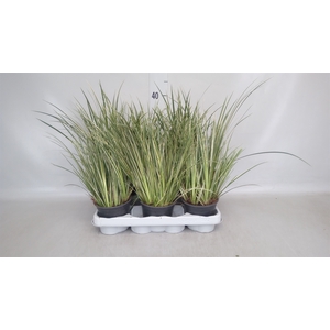 Acorus gramineus 'Aureovariegatus'