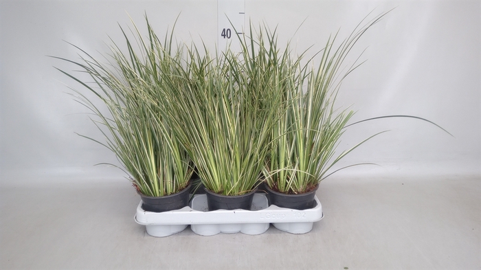 <h4>Acorus gramineus 'Aureovariegatus'</h4>