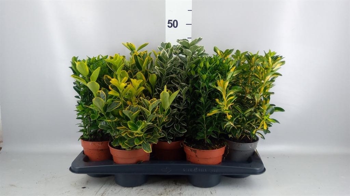 <h4>Euonymus japon.   ...mix</h4>