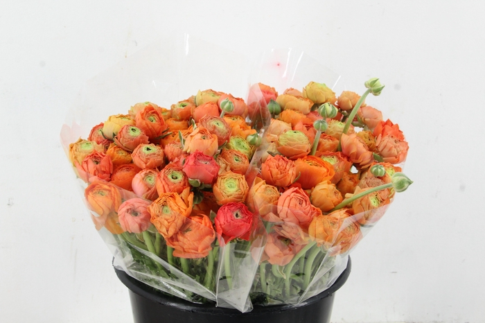 <h4>RAN ELEGANCE ORANGE</h4>