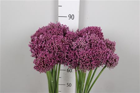 <h4>Allium Jasmine</h4>