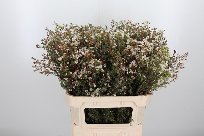 <h4>Chame Un Dor</h4>