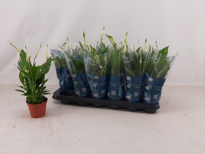 <h4>SPATH CHOPIN</h4>