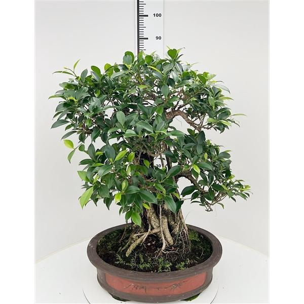 <h4>Ficus retusa, pot 50cm. Height 85cm.( single item)</h4>
