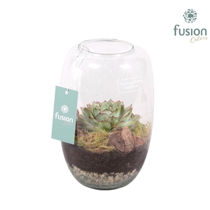 Green Bottle Isabella small met succulent