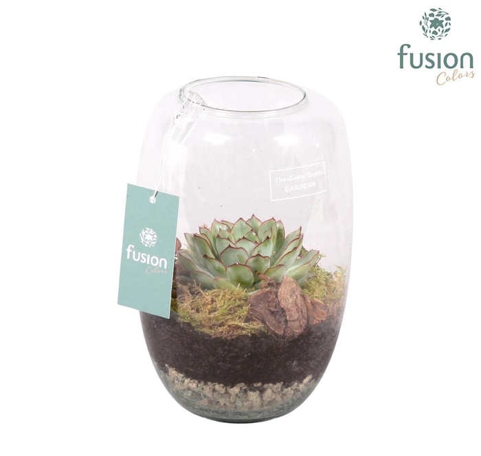 <h4>Green Bottle Isabella small met succulent</h4>