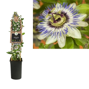 Passiflora caerulea +3.0 label