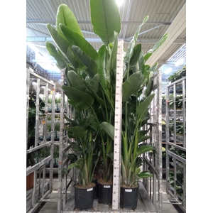 Strelitzia nicolai