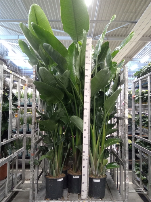 <h4>Strelitzia nicolai</h4>