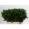 Ruscus Hypophyllum