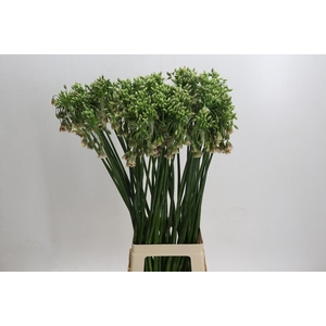 Allium Nectaroscordum Siculum