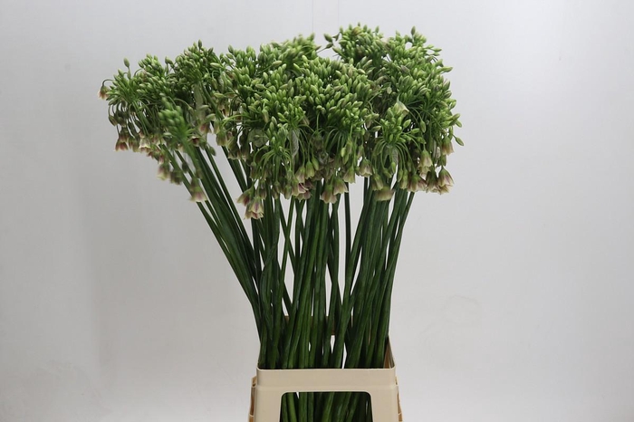 <h4>Allium Nectaroscordum Siculum</h4>