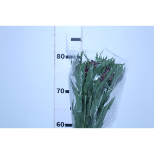 ALSTROEMERIA POMPEII 080 CM