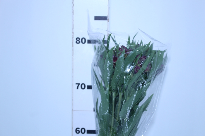 ALSTROEMERIA POMPEII 080 CM