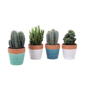 Cactus mix 12cm in cascais sierpot