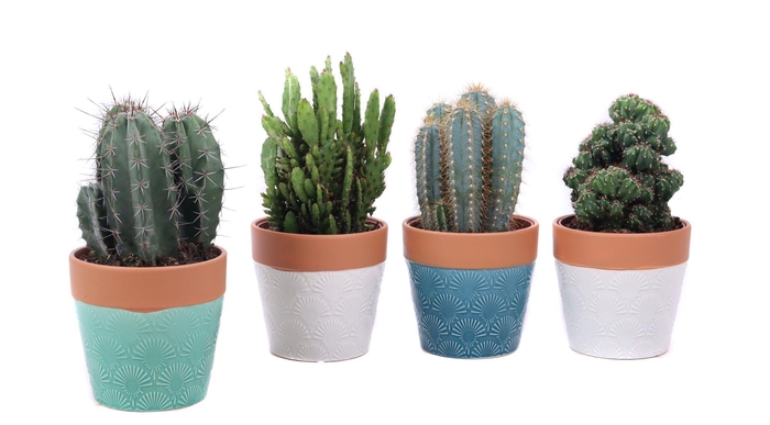 <h4>Cactus mix 12cm in cascais sierpot</h4>