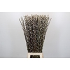 Salix Caprea Snow Flake Premium