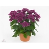 Chrysant Double Purple