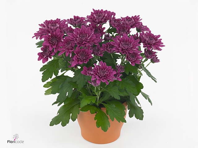 Chrysant Double Purple