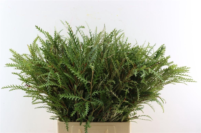 <h4>Grevillea Ivanhoe 70cm</h4>