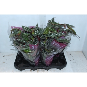 BEGONIA MACULATA SPOTLIGHT GREEN P13