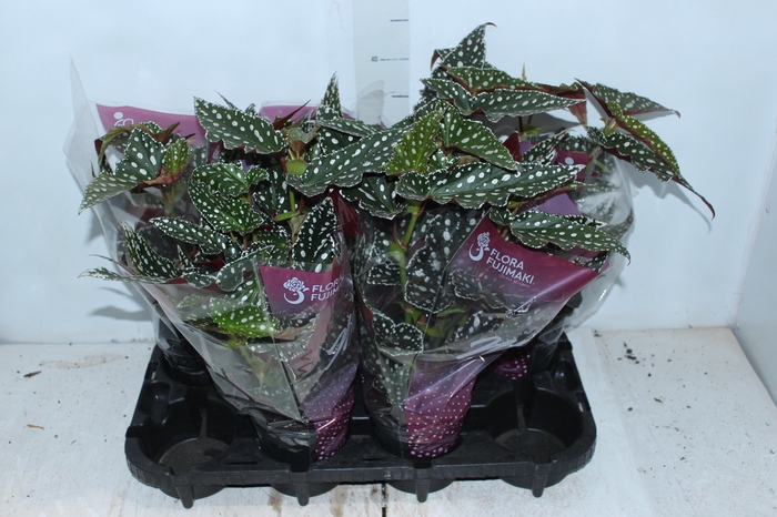 <h4>BEGONIA MACULATA SPOTLIGHT GREEN P13</h4>