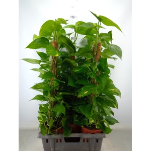 Epipremnum pinn.   ...moss stick