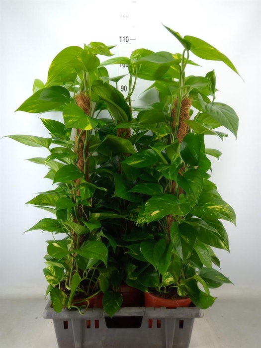 <h4>Epipremnum pinn.   ...moss stick</h4>