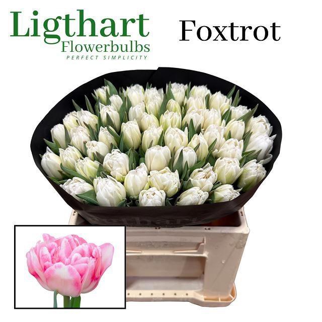 <h4>TU DU FOXTROT</h4>