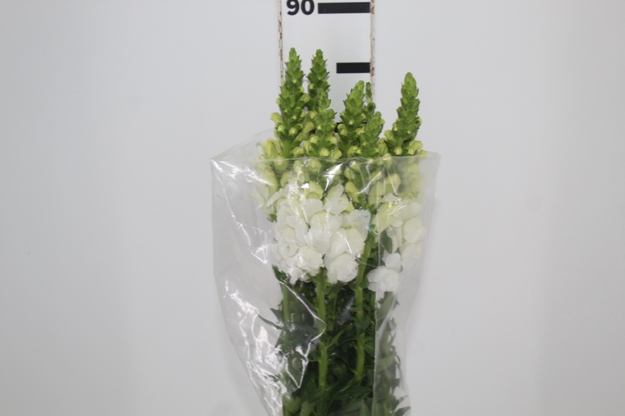 <h4>BOCA DE LEAO BRANCA 070 CM</h4>