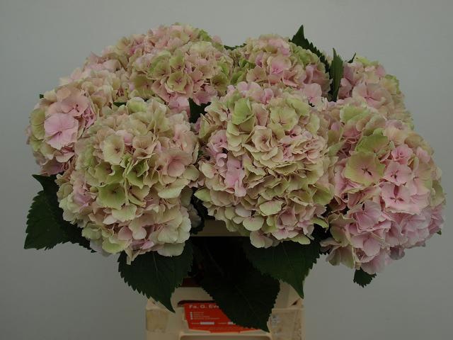 <h4>HYDR M CH VERENA CL</h4>