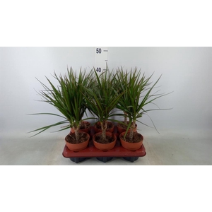 Dracaena marg.
