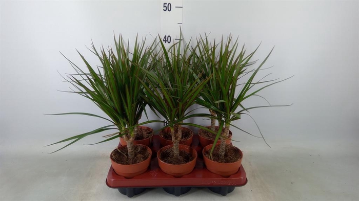 <h4>Dracaena marg.</h4>