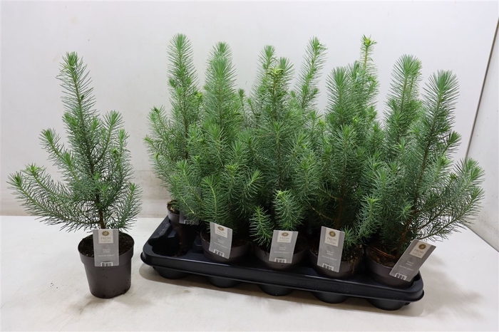 <h4>Pinus Silver Crest</h4>