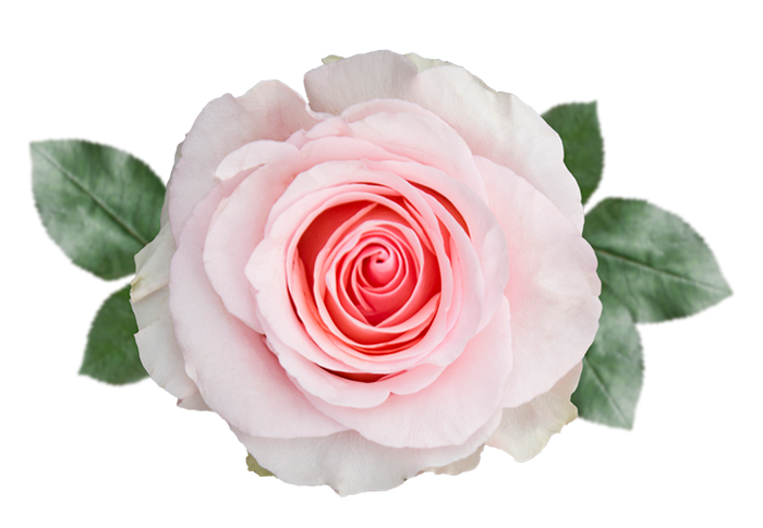 <h4>R GR NENA Naranjo</h4>