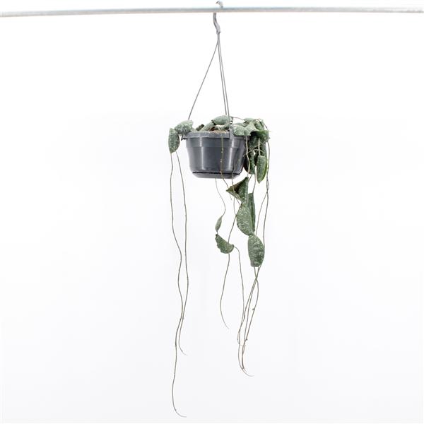 <h4>Hoya Imbricata</h4>