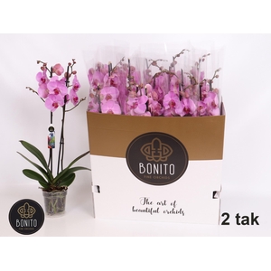 PHAL OV ROZE