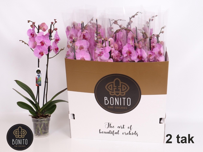<h4>PHAL OV ROZE</h4>