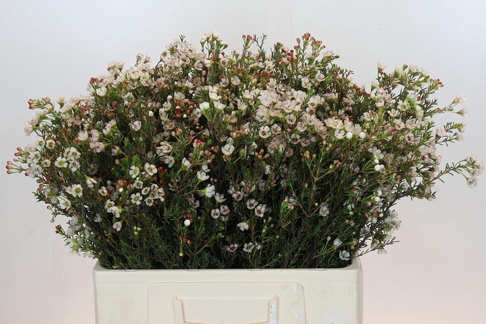 <h4>Chamelaucium Ella</h4>