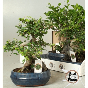 BONSAI GEM