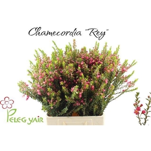 CHAMECORDIA REY