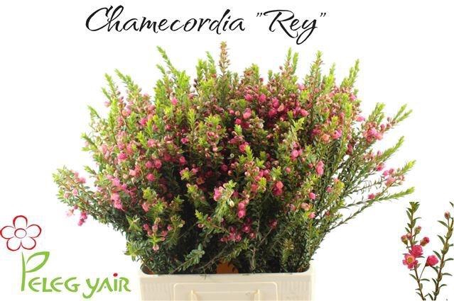 <h4>CHAMECORDIA REY</h4>