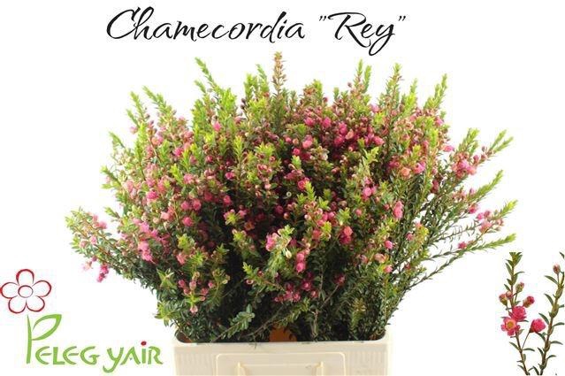 <h4>CHAMECORDIA REY</h4>