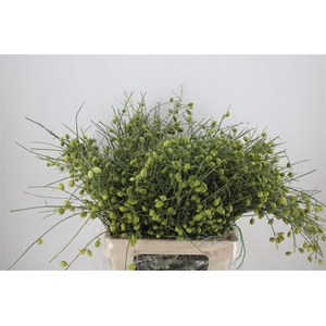 Ginster Berry Green P Bunch